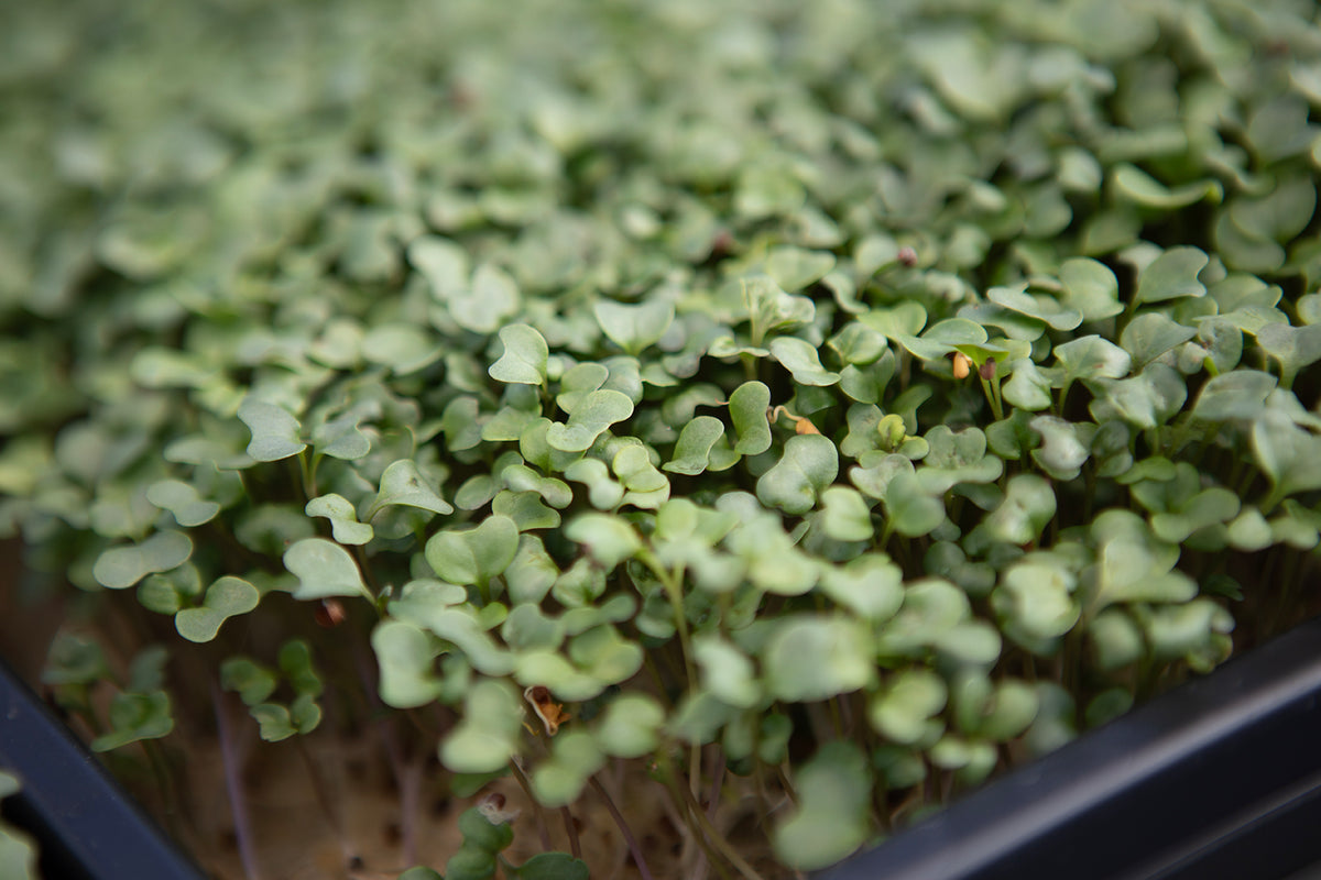 PurPhane (Broccoli Bounty, 40g) - Best Value