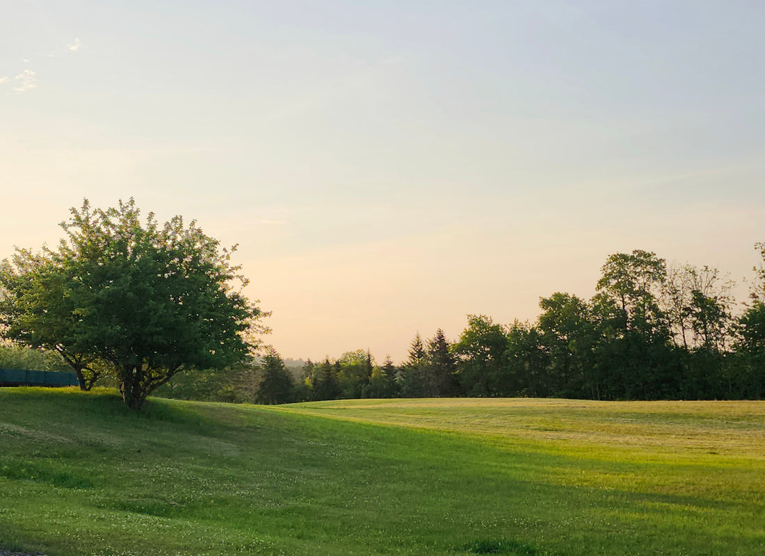 Grown in Nova Scotia: What Makes Our Microgreens Extra Special