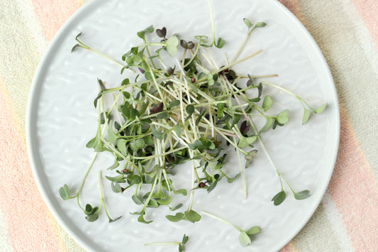New to Microgreens? Here’s Everything You’ve Wondered.